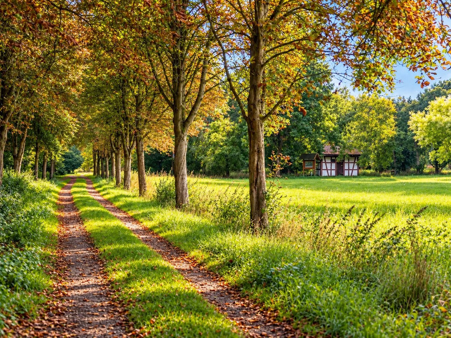 Baumallee und Wiesen am Ortsrand